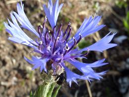 Centaurea Cyanus